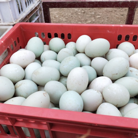 随州新鲜鸭蛋