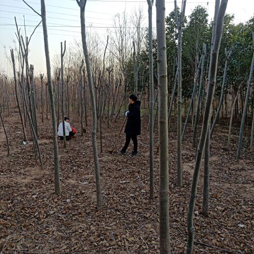 太康县普通栾树