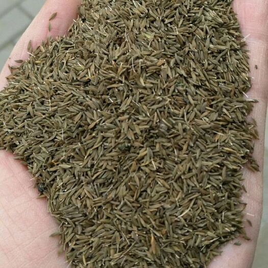 安国市蒲公英种子 蒲公英籽 包芽率包邮 提供种植技术2024产新种