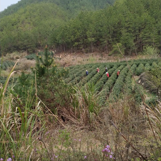 岳西县 岳西翠兰