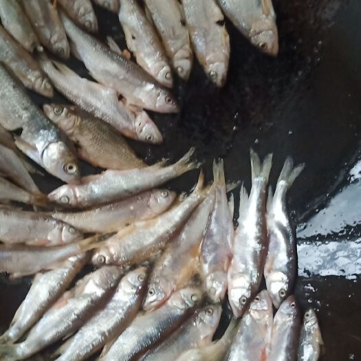 上栗县 正宗江西省，马口鱼，铁锅火焙鱼干，
