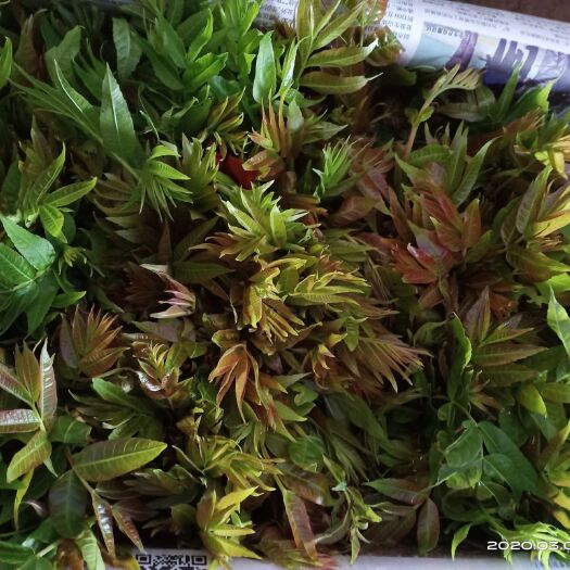 渭南红叶椿芽  大量供应新鲜采摘的大棚香椿，市场和超市认可度高，
