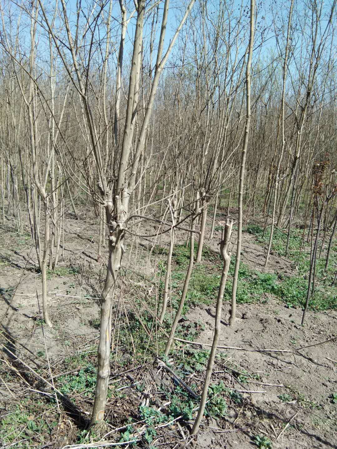  5公分精品百日红