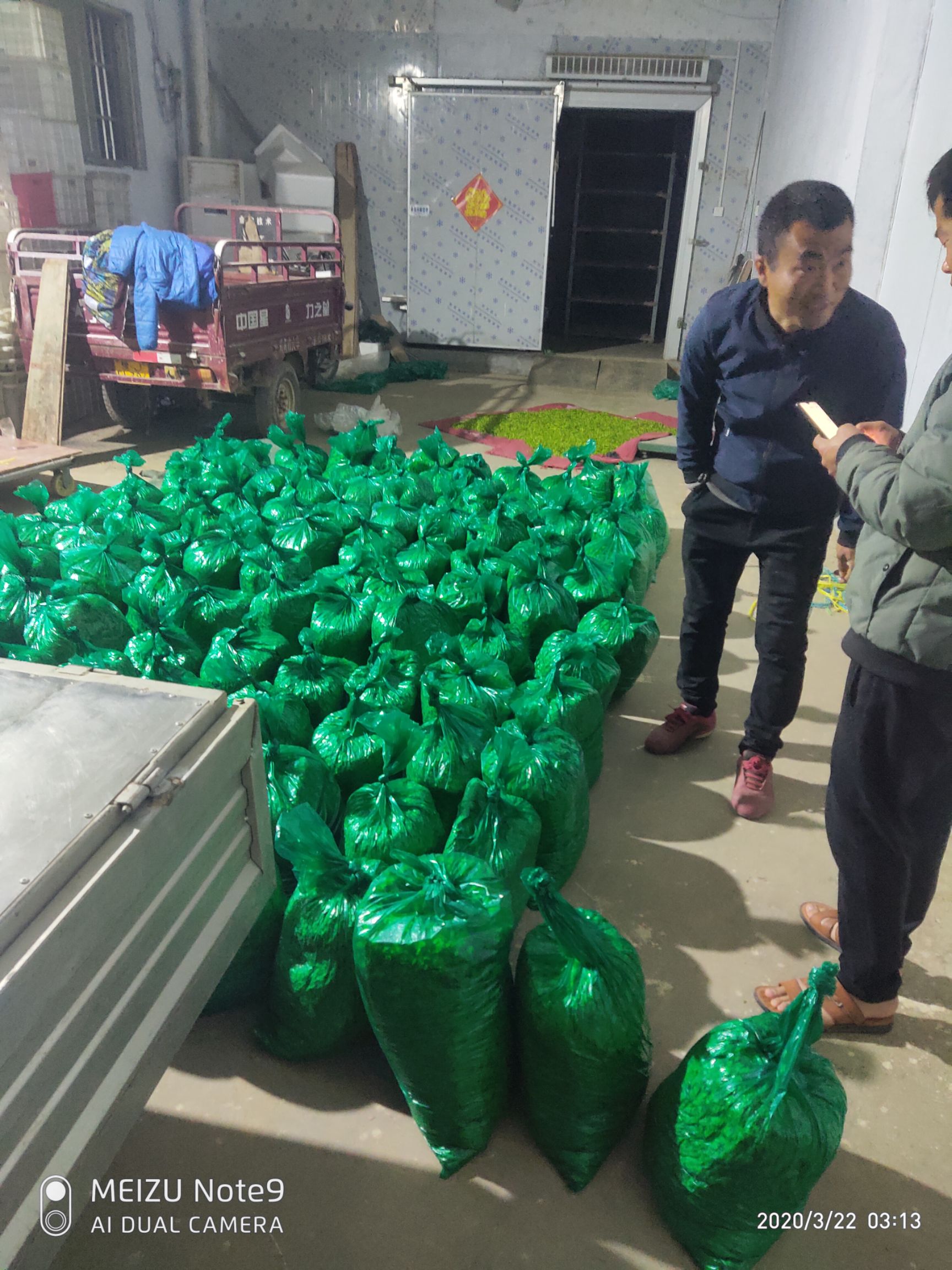 榆钱儿  新鲜当天采摘当天发货当季野菜
