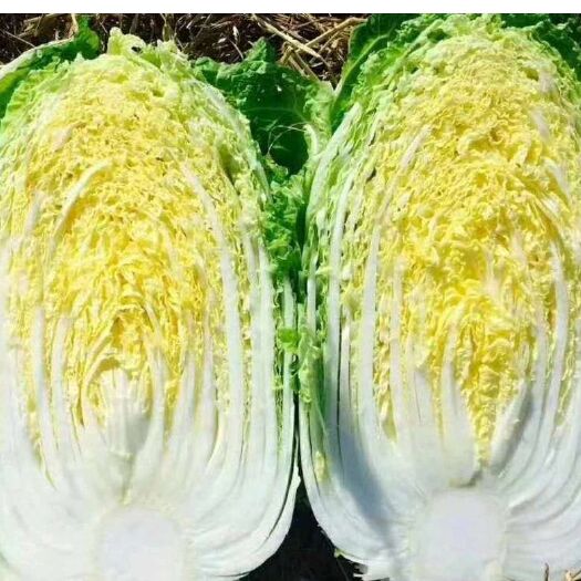 兰陵县 菊锦春黄心白菜