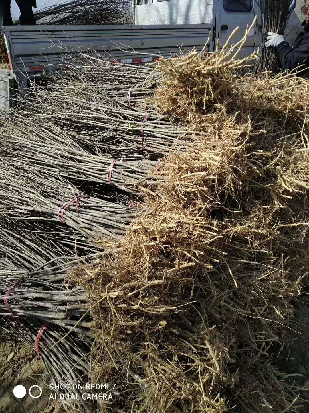 文冠果树苗 已挂果，（木瓜苗），油用均可！