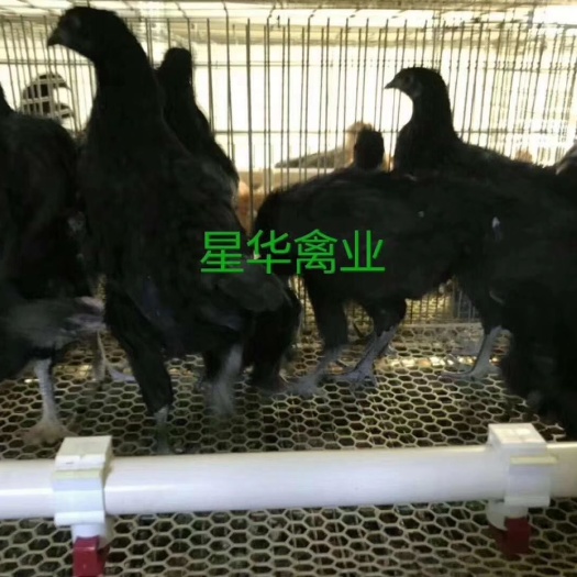 衡南县 鸡苗
