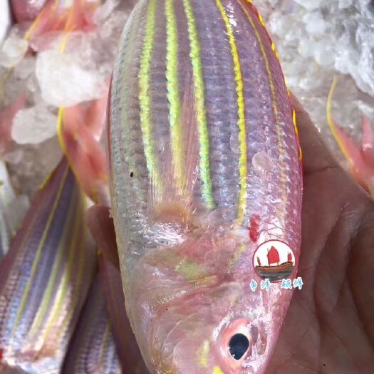 饶平县 本港海钓红杉鱼