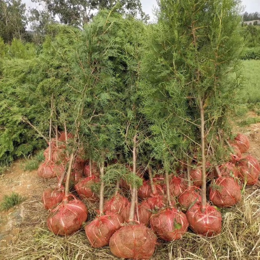 莒南县侧柏\侧柏苗\侧柏小苗\山东侧柏\侧柏批发\侧柏供应\侧柏树