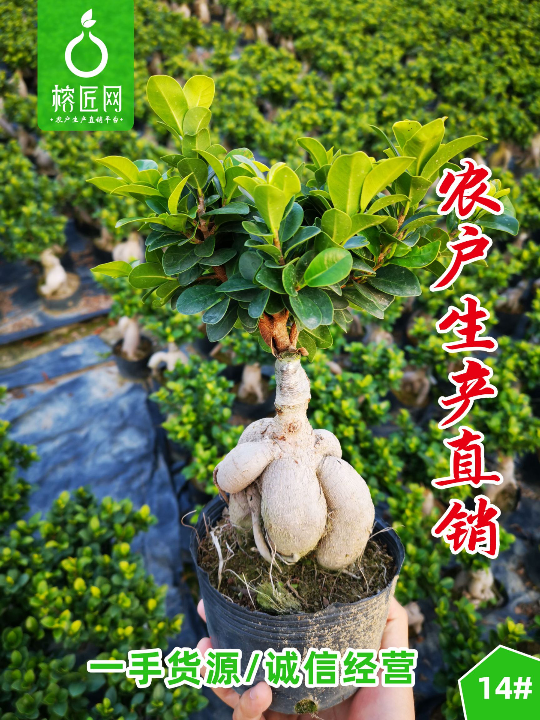 人参榕树盆景地瓜榕盆景规格齐农户基地产销