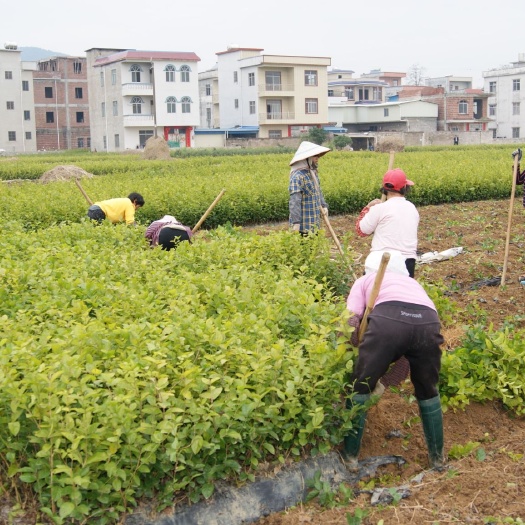 横州市 优惠茉莉花苗1到4年苗