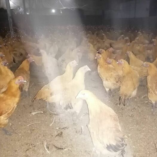 简阳市土鸡  乌皮红冠脱温苗