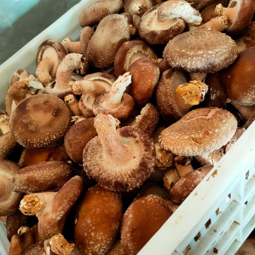 惠民县香菇 鲜香菇 5cm~7cm