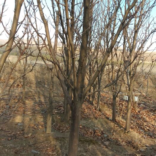 大同123苹果树苗 出售123苹果树等经济林苗木