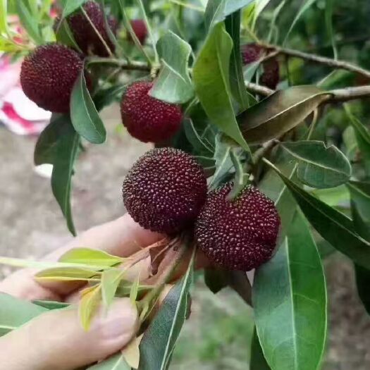 仙居县 仙居东魁杨梅，自家果树，新鲜看的见，6月最好的水果你值得拥有