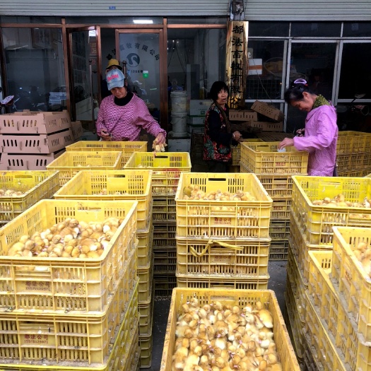 南宁桂柳鸭苗  桂柳白鸭苗
