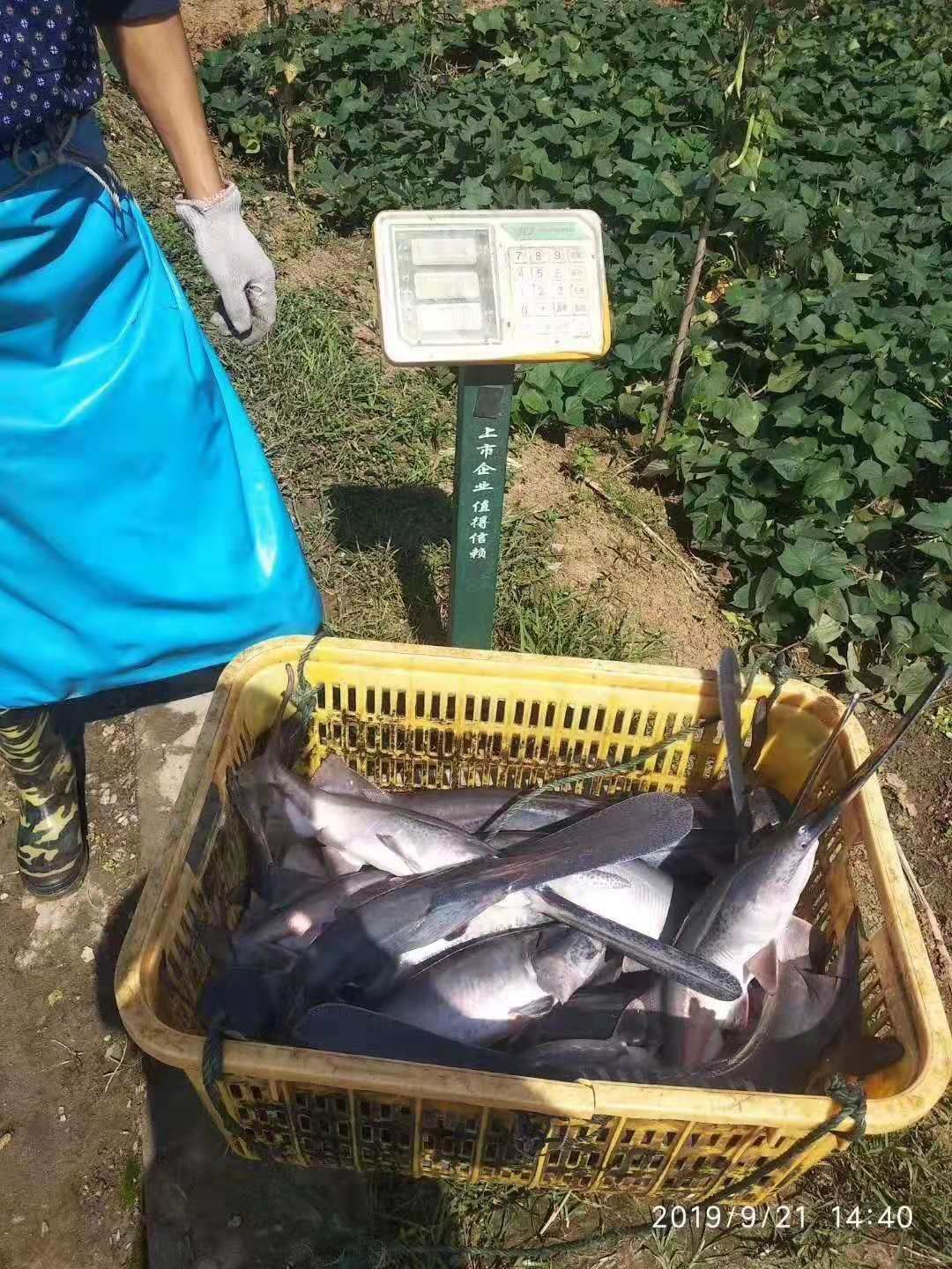 鸭嘴鱼苗  鱼苗大小规格都有，保证规格整齐，无病毒，皮毛好，