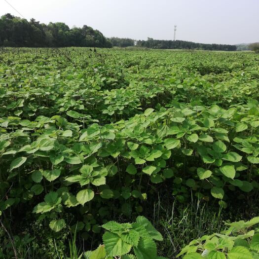株洲 大批量供应优质高产苎麻苗