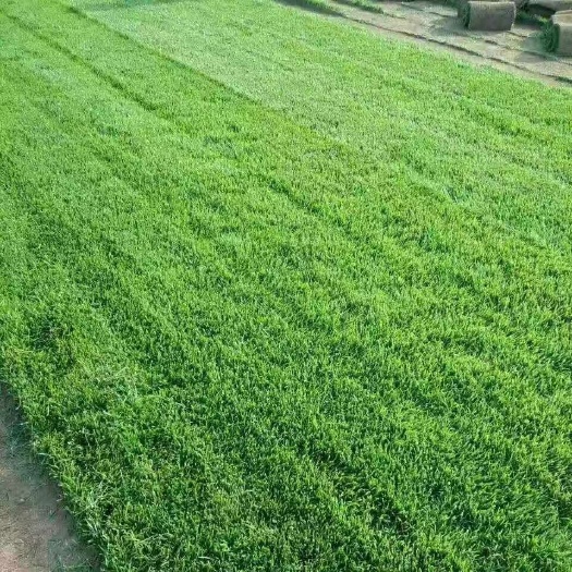 石家庄早熟禾草坪