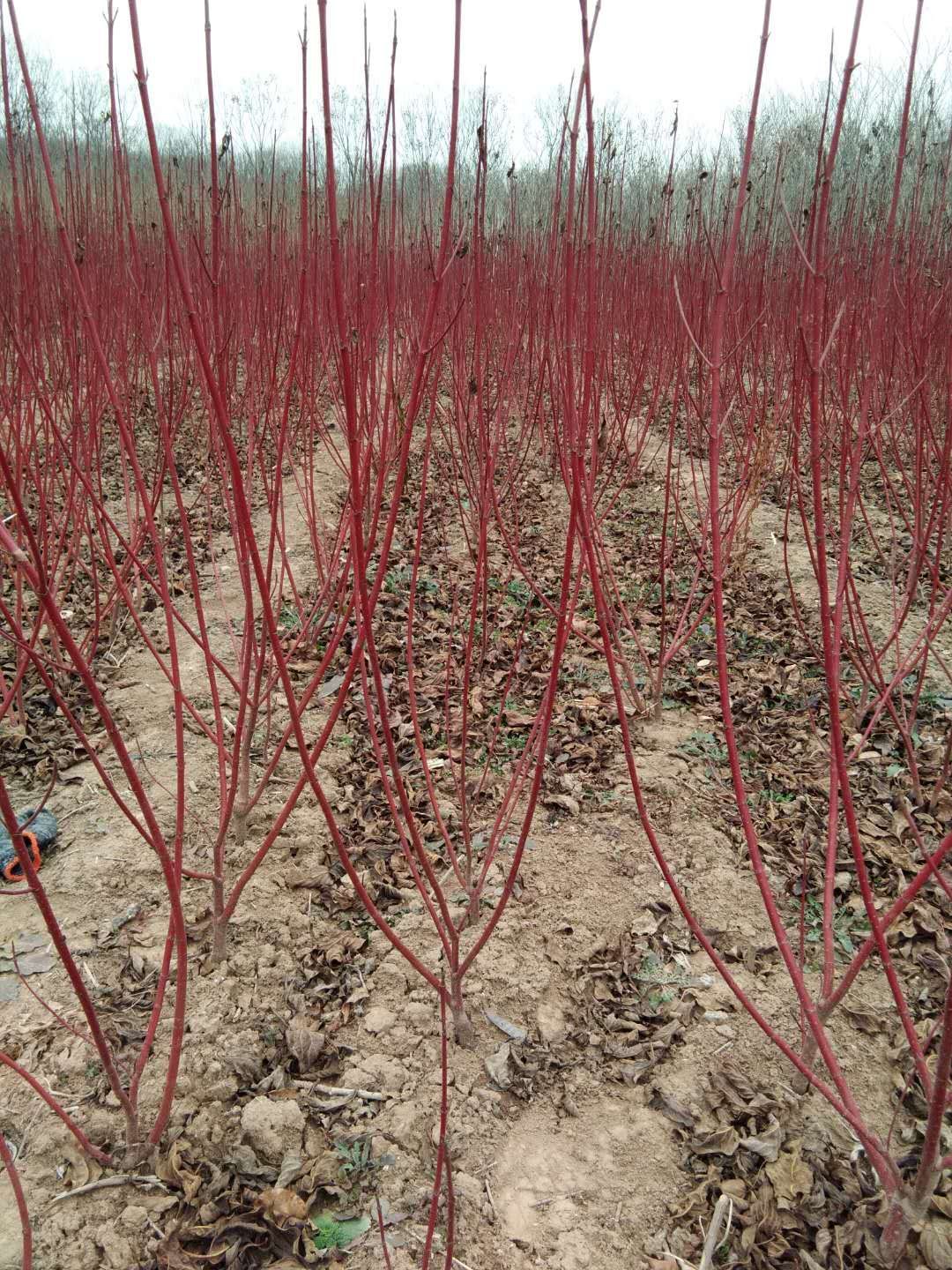  3分支以上 红瑞木