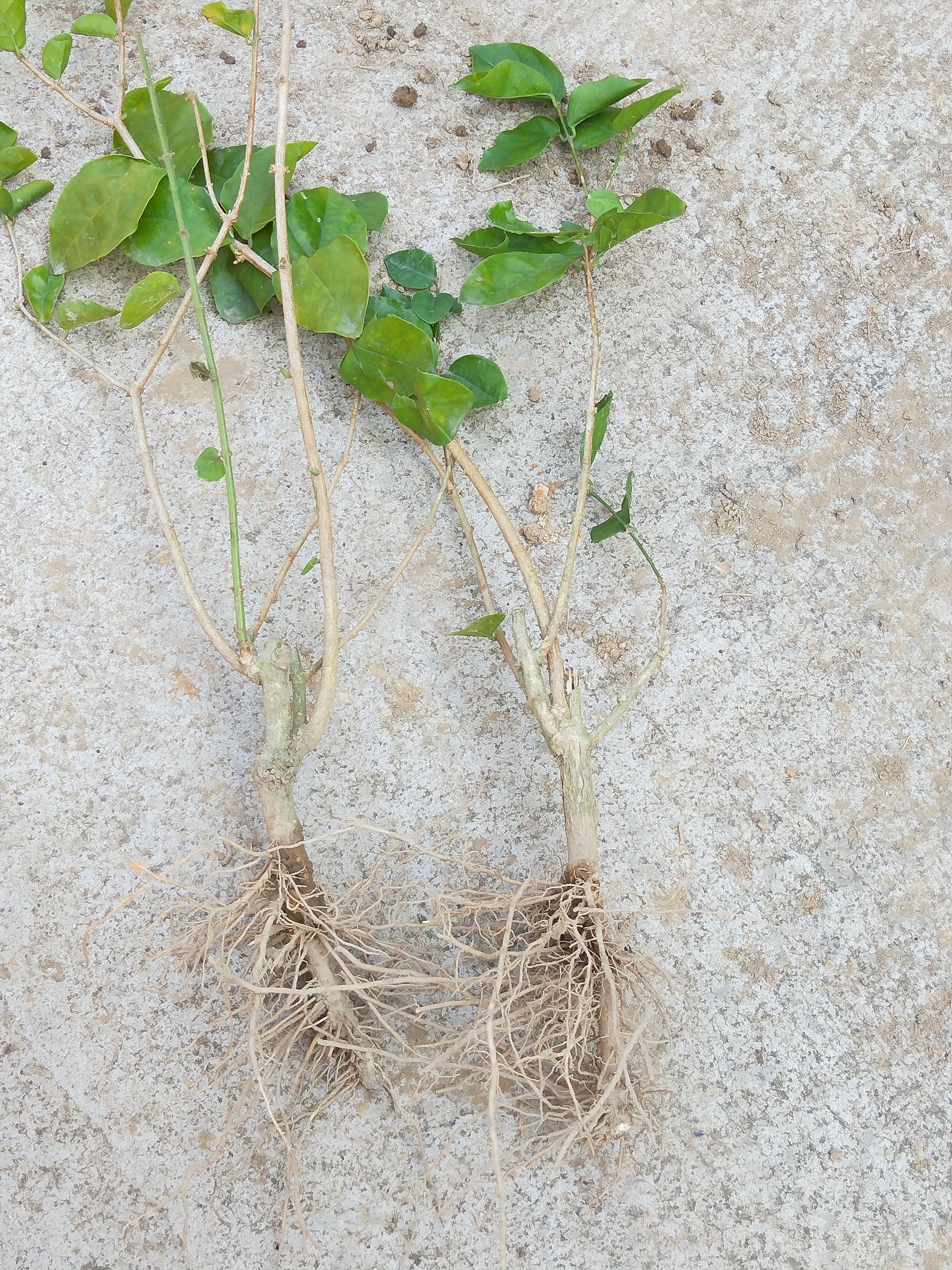  优惠茉莉花苗2到3年苗批发