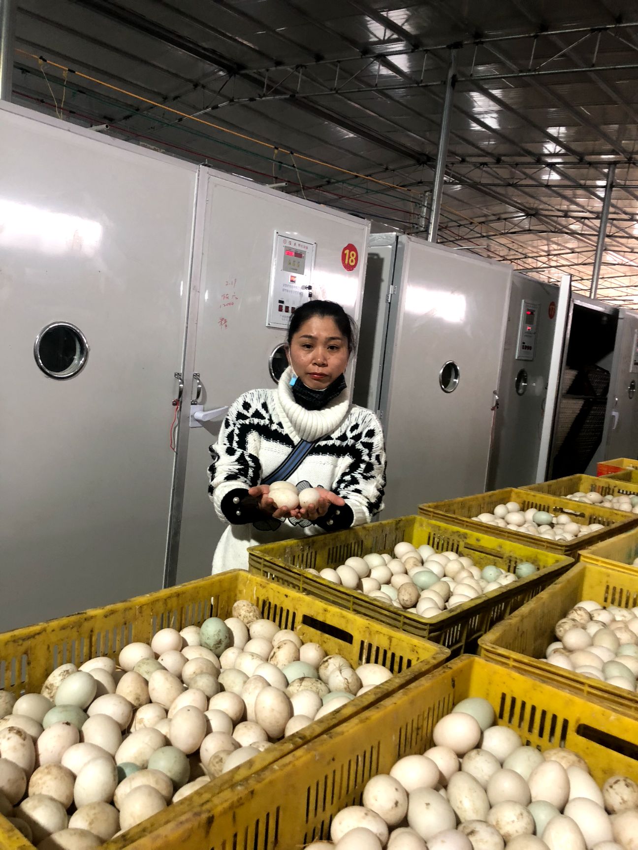 桂柳鸭苗  桂柳白鸭苗