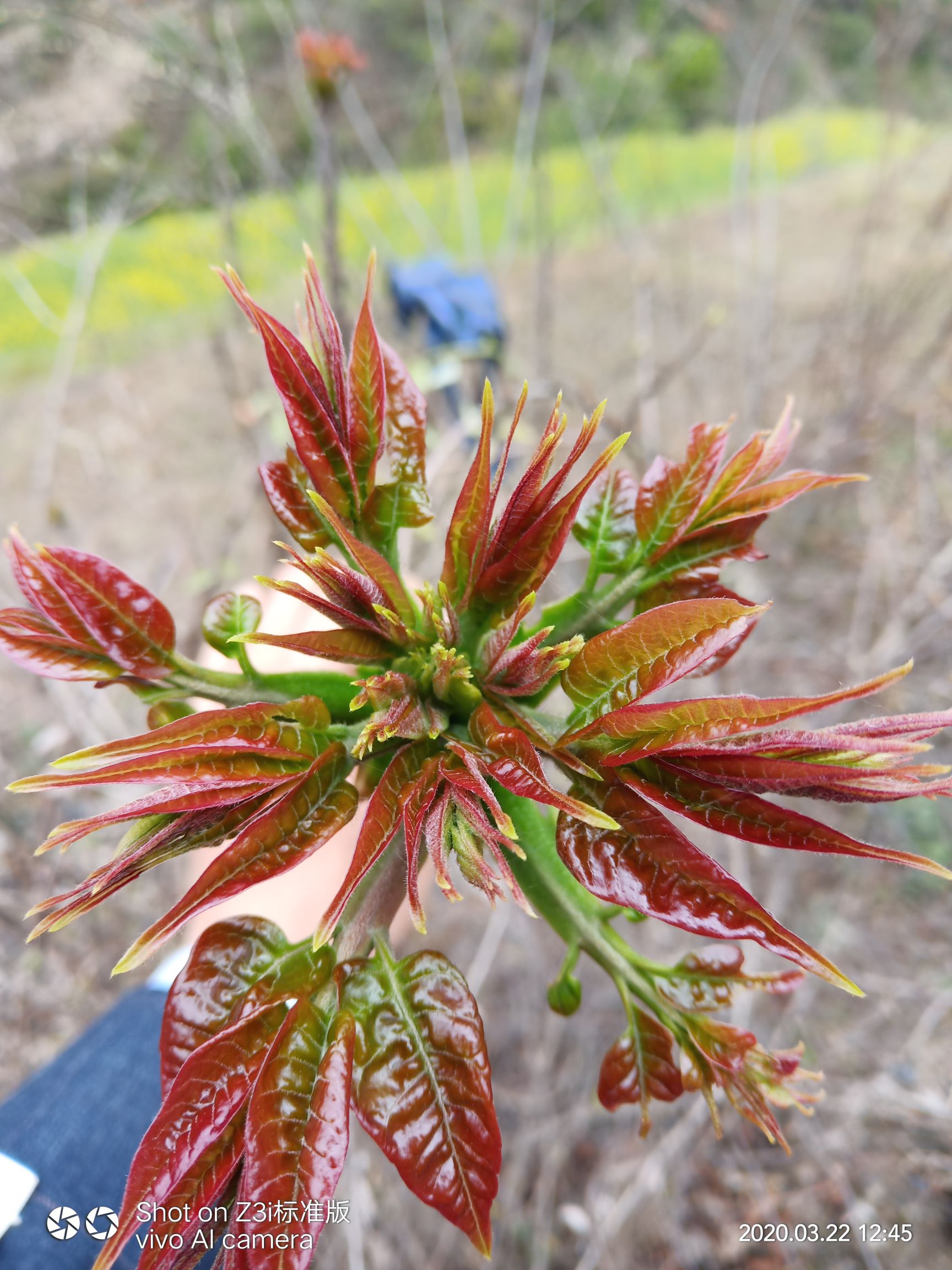 红油香椿种子