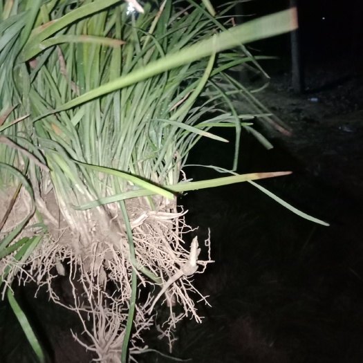 曹县 麦冬草，丹麦草，基地直销绿花