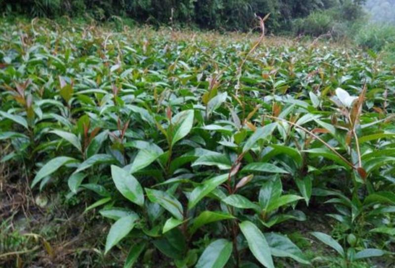 粉红黑老虎苗  黑老虎苗福布娜粉色红色大血藤苗