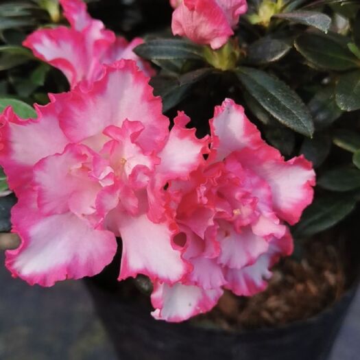 漳平市 比利时西玛杜鹃花