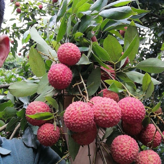 广州桂味荔枝  广州增城四丰桂味
