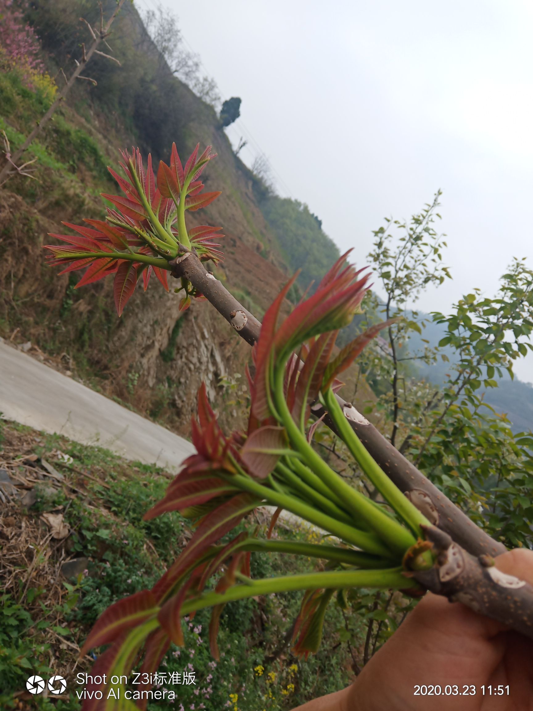 红油香椿种子