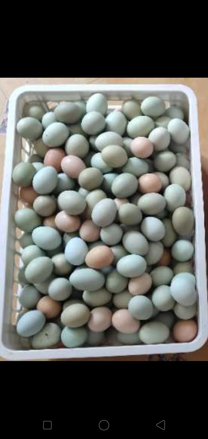 土鸡蛋 6个月龄母鸡种蛋