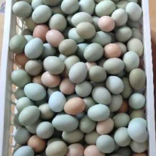 临湘市土鸡蛋 6个月龄母鸡种蛋