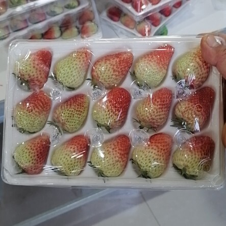 东港市红颜草莓 发往南方货