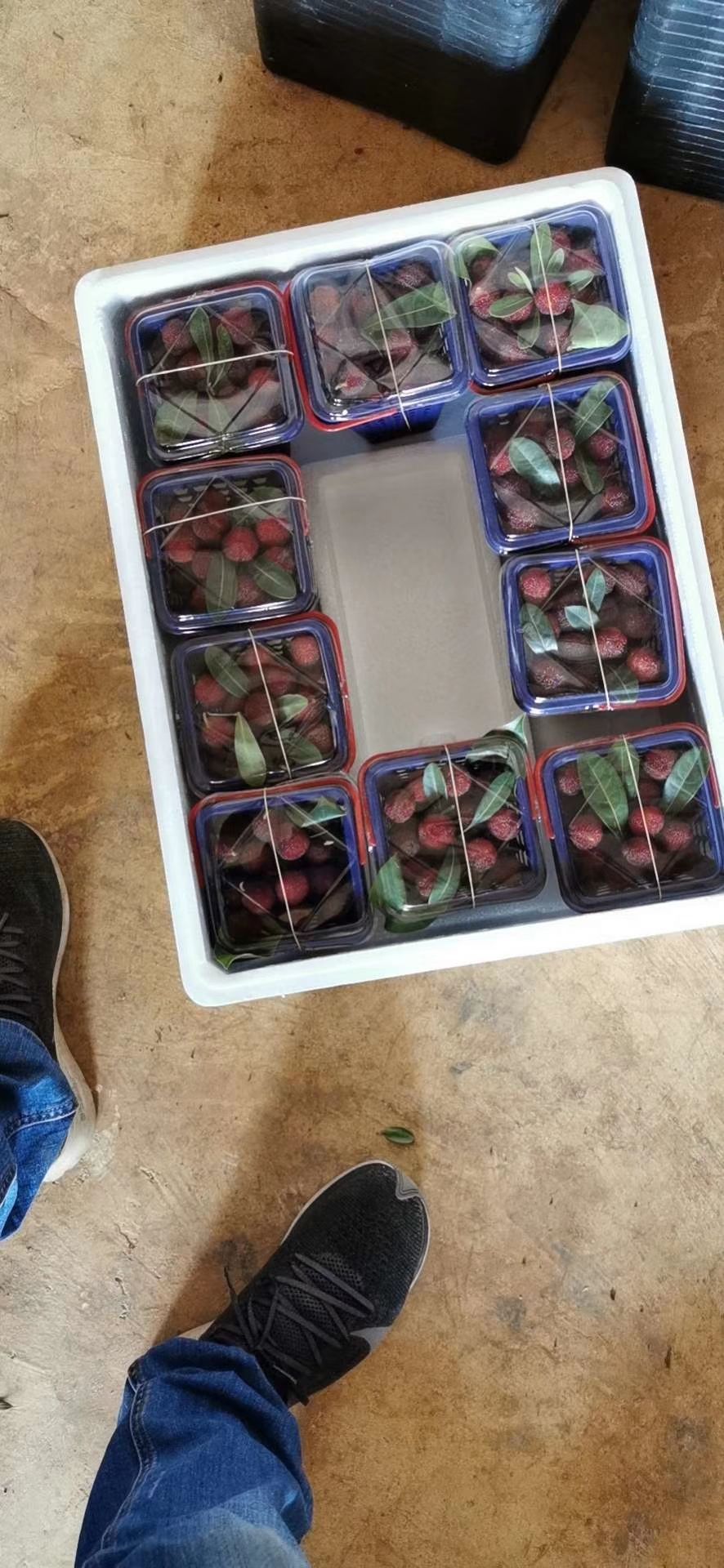  石屏杨梅东魁硬丝软丝特早
