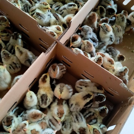 南宁 彩凤鸡苗，专业孵化，全国各地均可发货