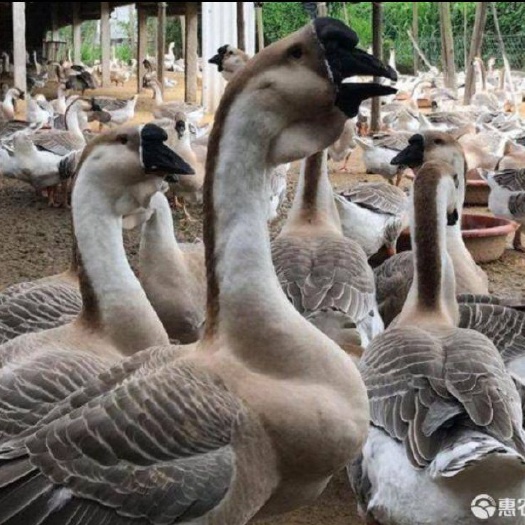 昆明云南汕头狮头鹅苗  羽毛艳丽  疫苗齐全  基地直供