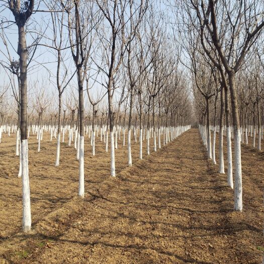 菏泽北京栾 北栾 一块地260颗 10公分