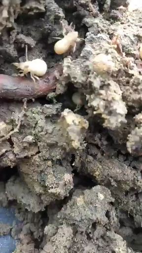  大量供应金蝉卵支
