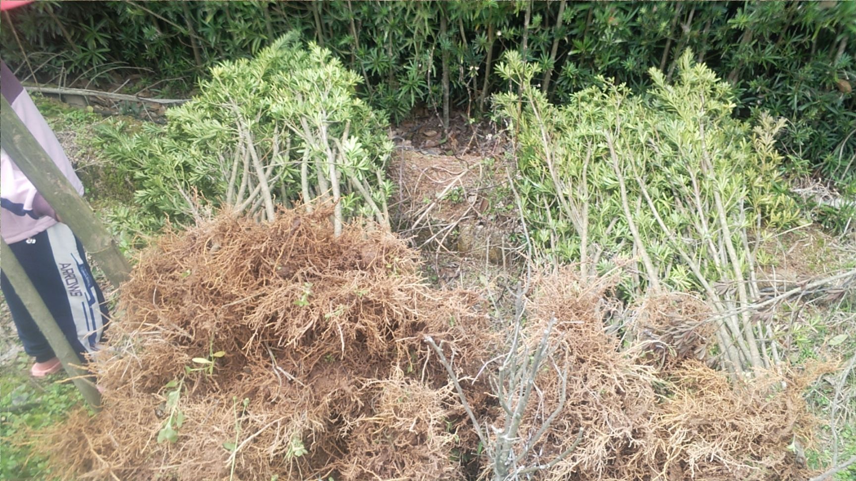  米叶罗汉松，小叶罗汉松根部1一2公分树苗处理批发