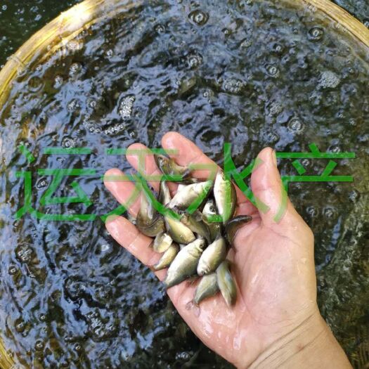 眉山 裸鲤鱼苗，裸鲤水花，量大从优