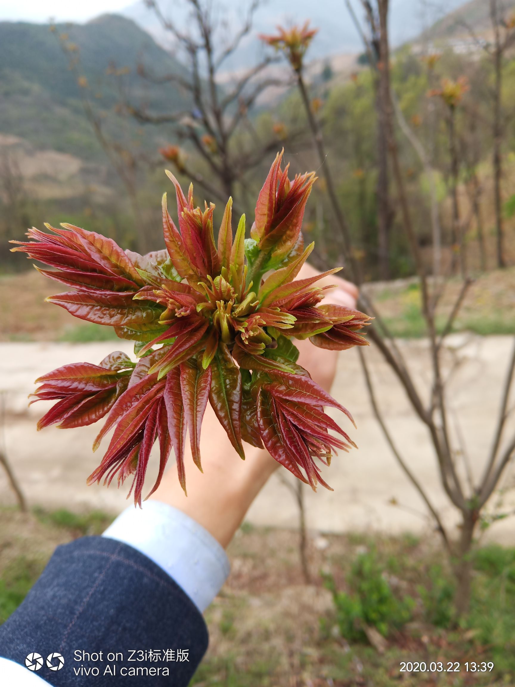  红油香椿芽