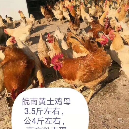 枣阳市优质土鸡苗 皖南黄土鸡苗公苗，混苗，母苗