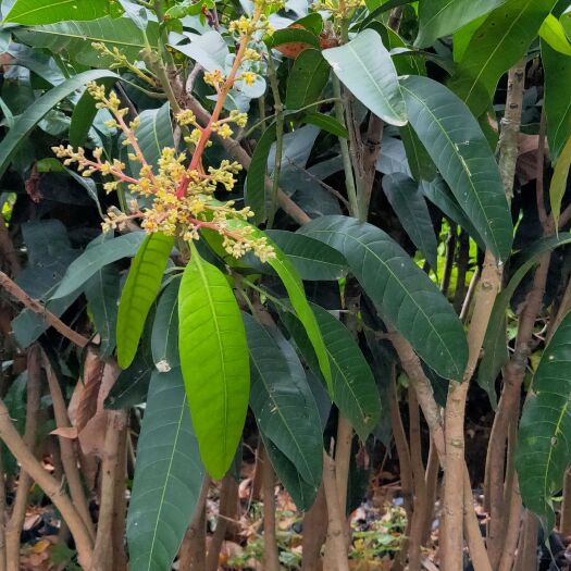 普宁市金煌芒果苗 大金皇芒果，四季芒果，