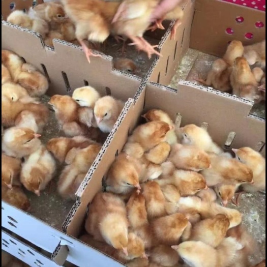 南宁九斤黄鸡苗 统货