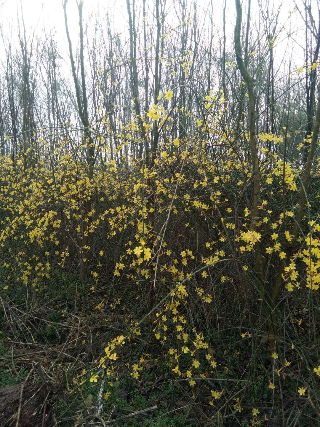 普通迎春花 迎春