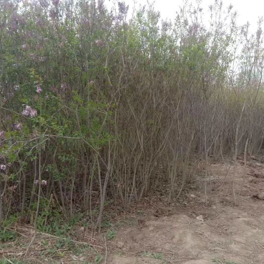 兰州榆叶梅 各种绿花树，以及各种果树