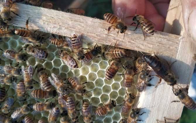 惠东县中蜂 出售，蜂王，处女王，开产王，双色王和红环王，黑王，阿坝王，