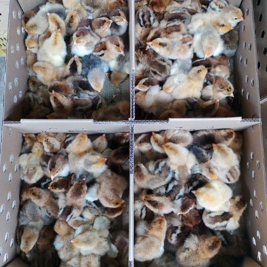 南宁 K9鸡苗，大种肉鸡苗，公鸡可达九斤